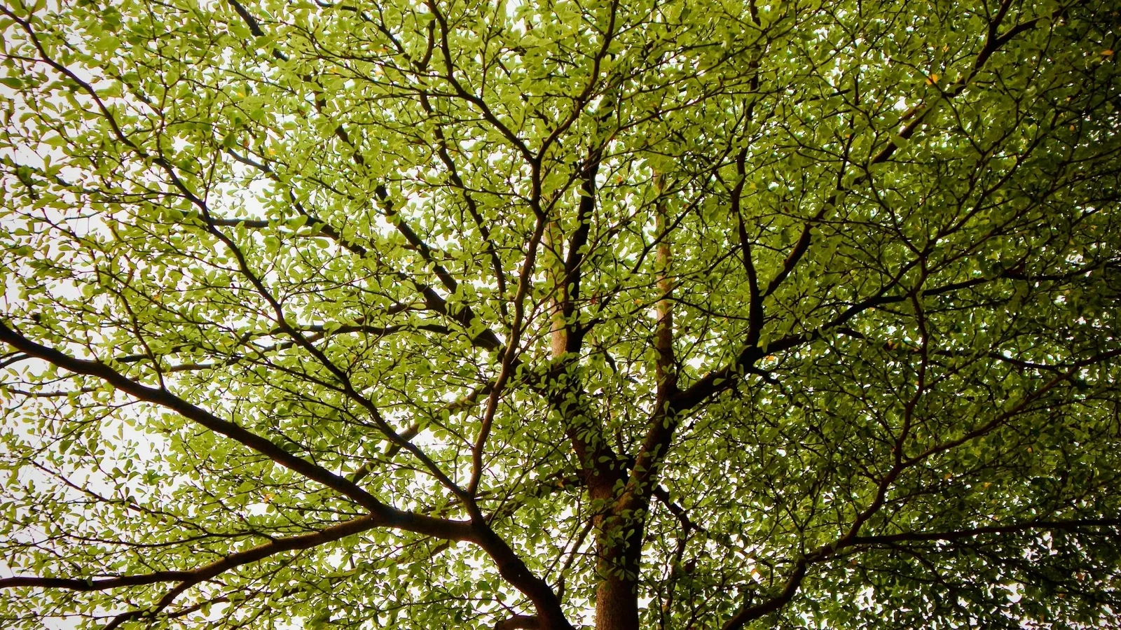 Close-up of pruning and tree trimming work