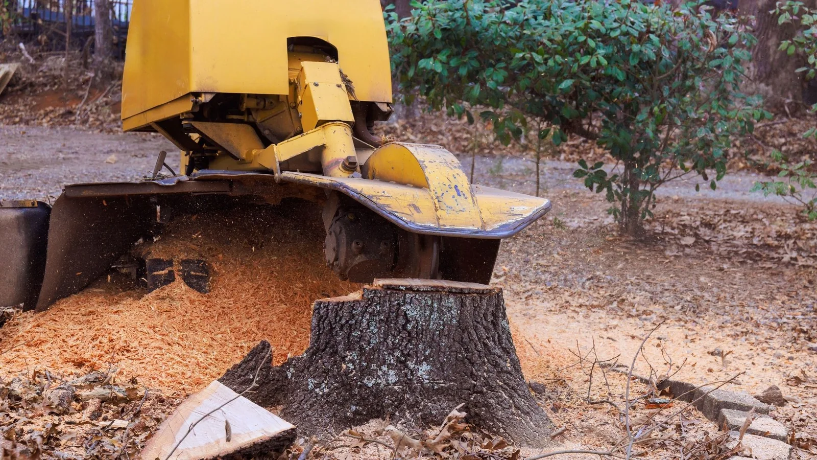 Tree maintenance climbing work in wooded area