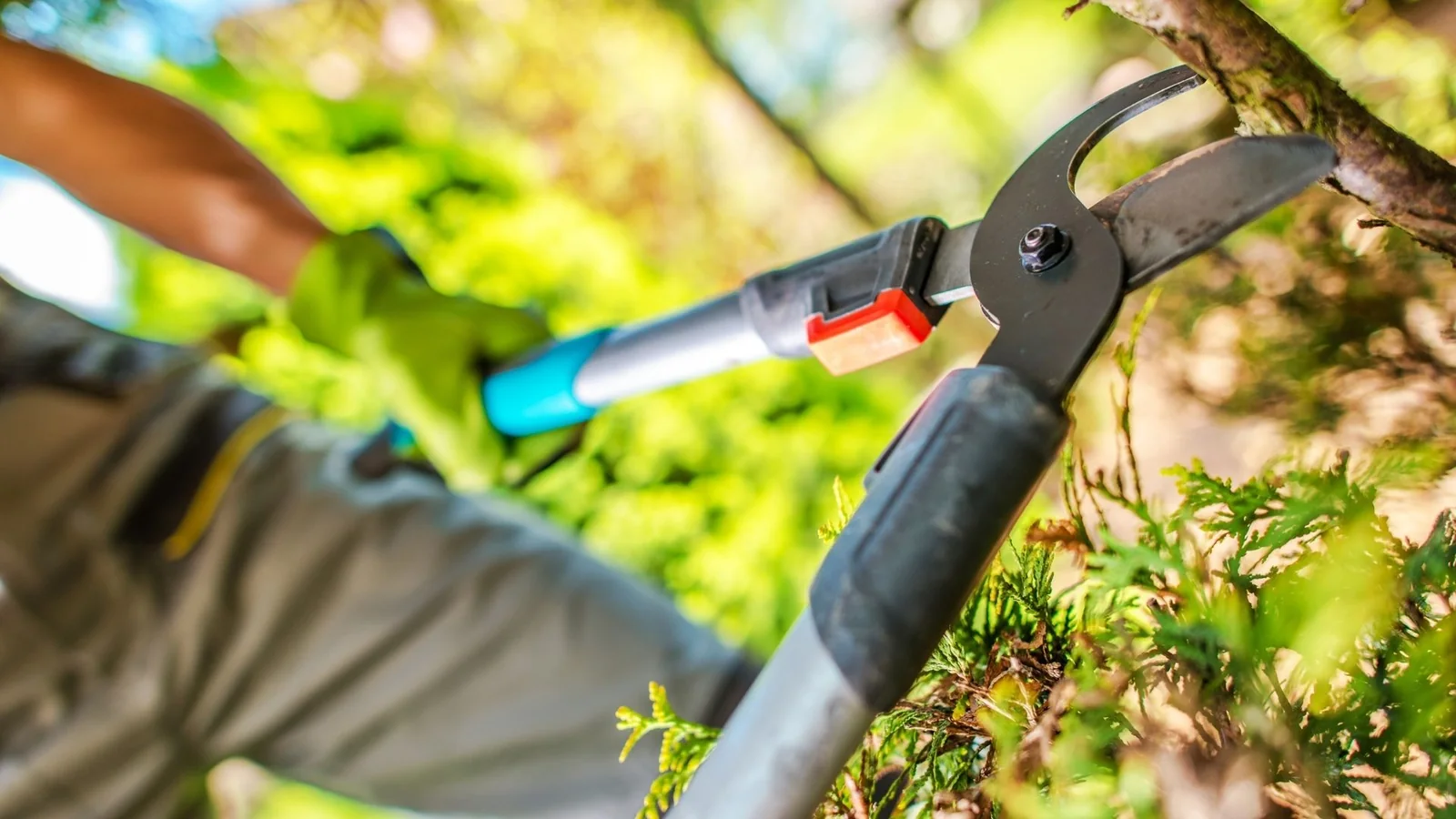 Stump grinding machine removing tree stump
