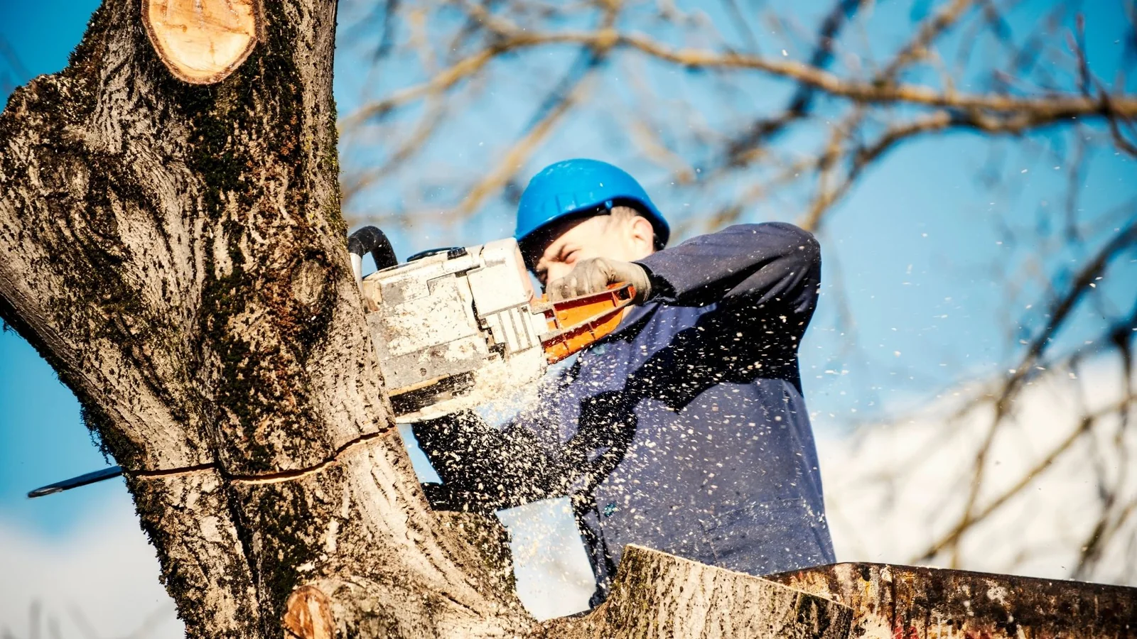 Stump Grinding & Removal